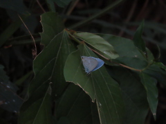 Catochrysops panormus exiguus