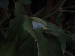 Catochrysops panormus exiguus