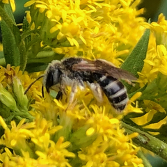 Halictus ligatus