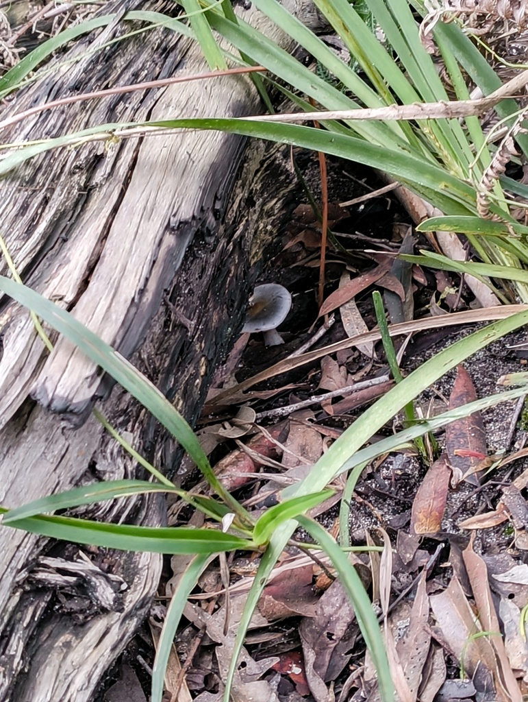 Omphalotus nidiformis · July 2025 · photo: © kororinpa (iNaturalist, cc0)