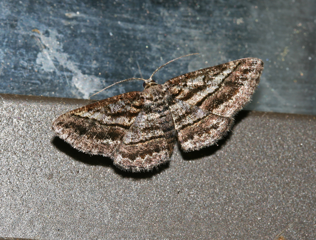 Zamarada ascaphes
