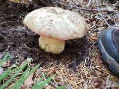 Rubroboletus haematinus