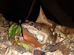Leptodactylus bolivianus
