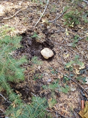 Rubroboletus haematinus