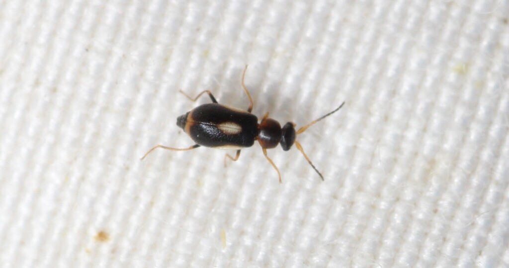 Colotes maculatus