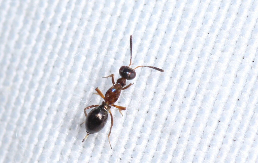 Eupelmus muellneri
