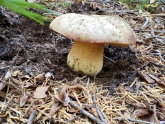 Rubroboletus haematinus