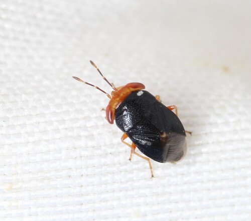 Red head big-eyed bug