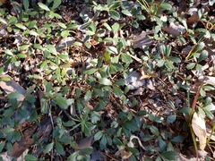 Ceanothus prostratus