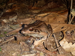 Leptodactylus bolivianus