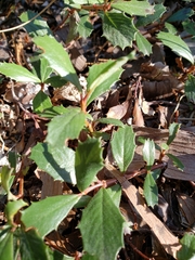Ceanothus prostratus
