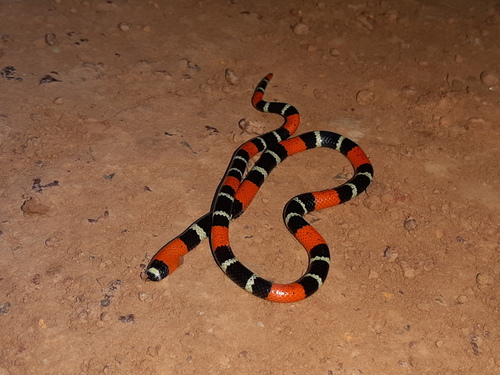 Bolivian Coral Snake