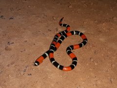 Micrurus lemniscatus