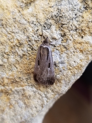 Tathorhynchus exsiccata