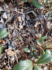 Ceanothus prostratus