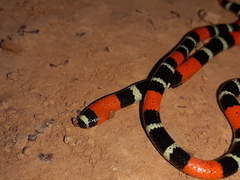 Micrurus lemniscatus