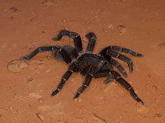 Acanthoscurria insubtilis