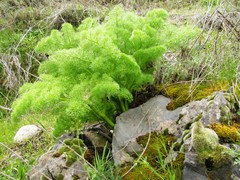 Ferula