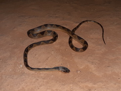 Leptodeira annulata
