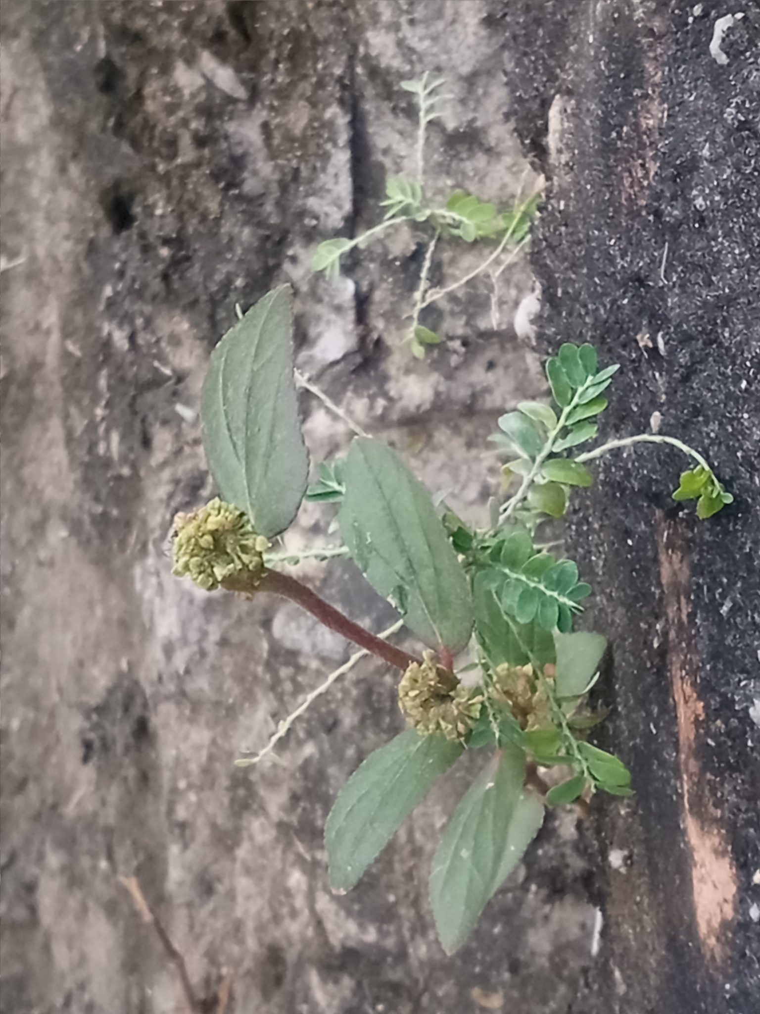 Euphorbia hirta
