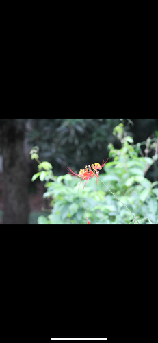 peacock flower