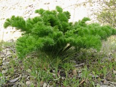 Ferula