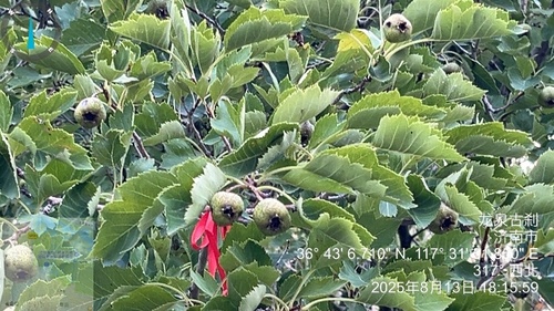 Chinese haw (Crataegus pinnatifida)