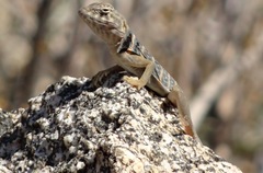 Crotaphytus vestigium