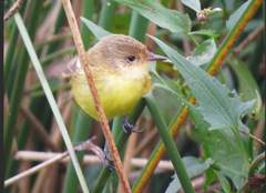 Pseudocolopteryx flaviventris