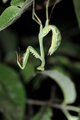 Stagmomantis theophila