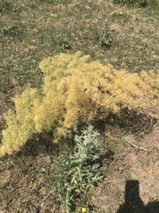 Foeniculum