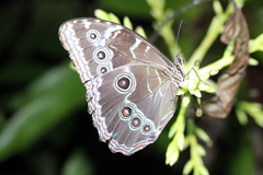 Morpho helenor maculata