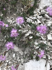 Dianthus sternbergii