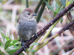 Thamnophilus ruficapillus