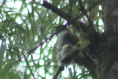 Micrastur ruficollis