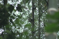 Micrastur ruficollis