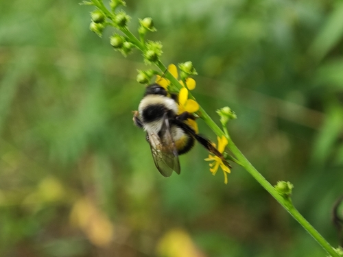 Far Eastern Bumble Bee