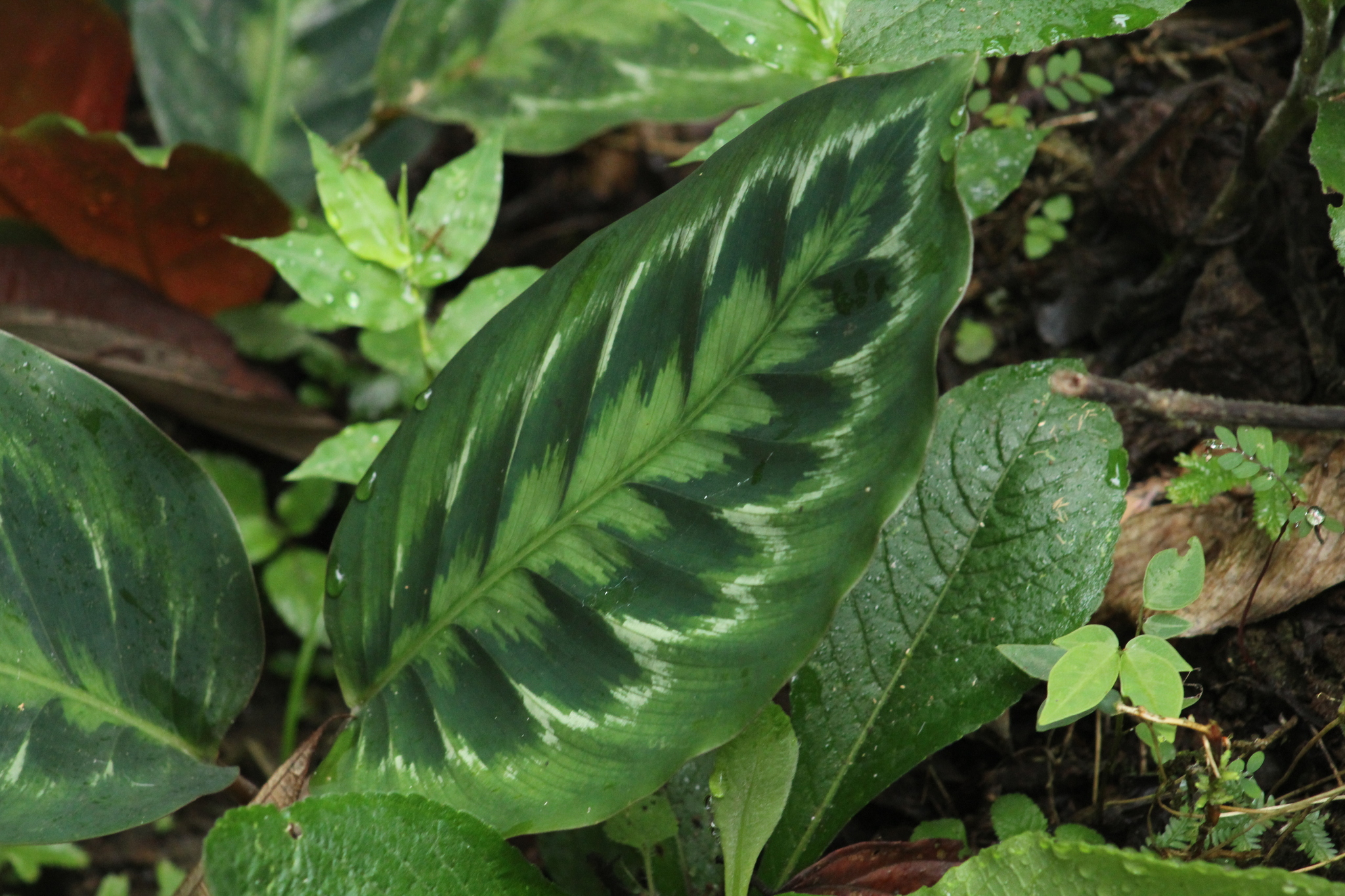 calathea kennedy Calathea Helen Kennedy – jungleroseinc main image 1