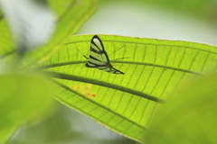 Conchylodes nolckenialis