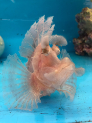 Rhinopias eschmeyeri