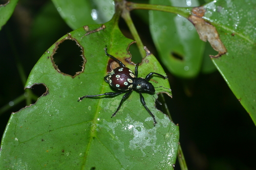 Pseudapocyrtus