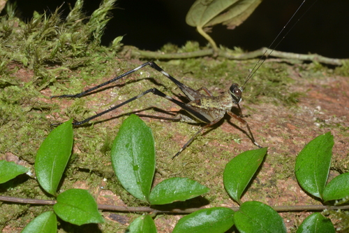 Paranisitra septentria observed 2025-07-27