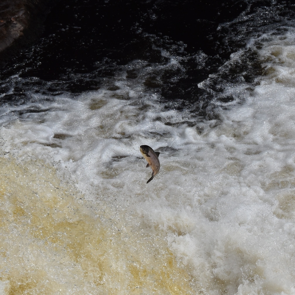 Photo of a Atlantic Salmon