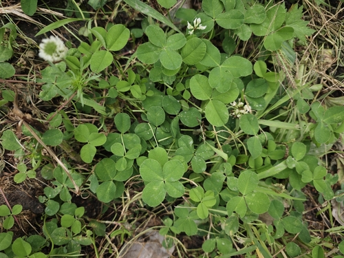 white clover