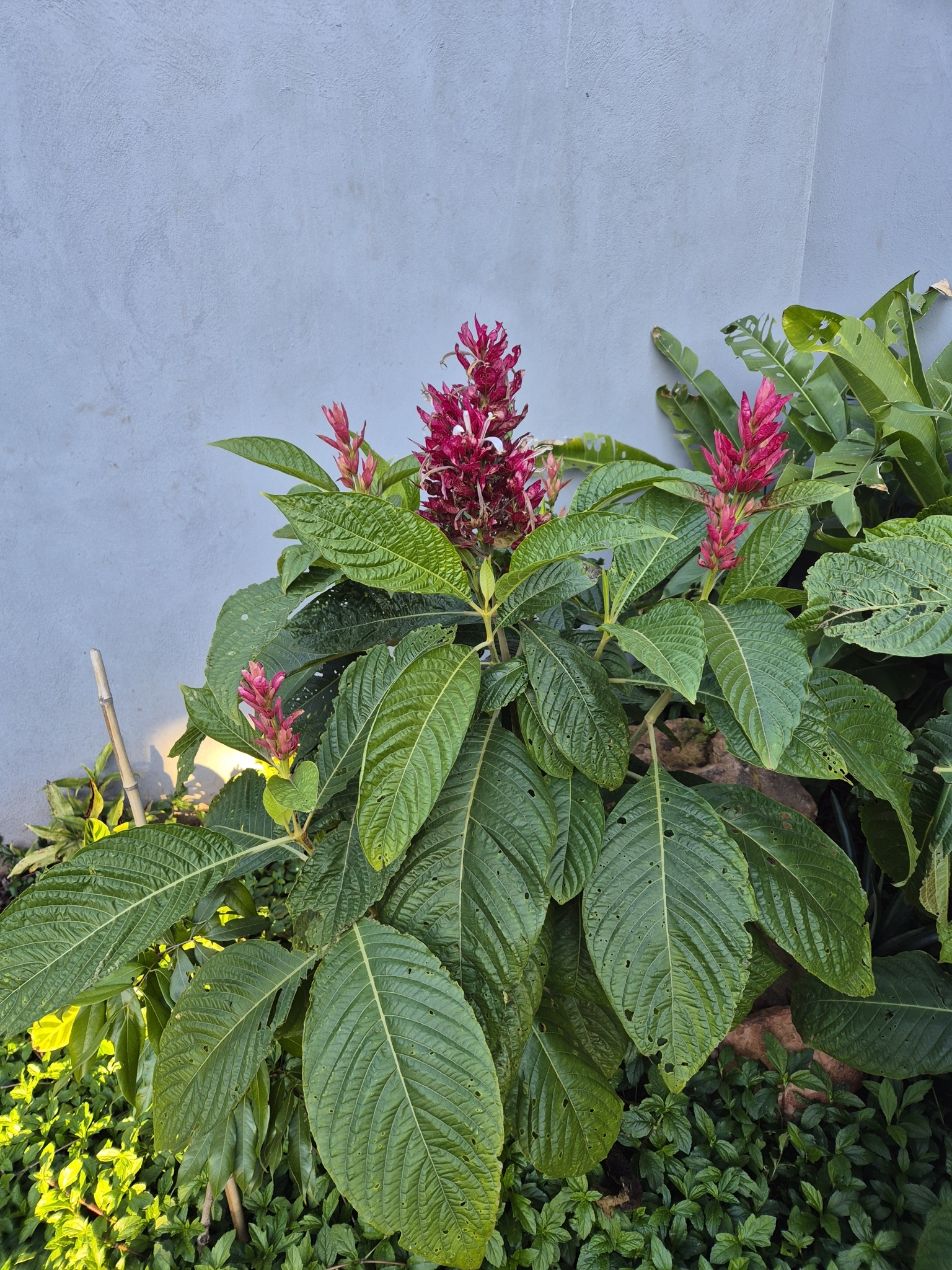 Megaskepasma erythrochlamys
