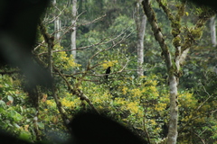 Querula purpurata