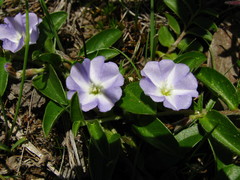 Evolvulus rotundifolius