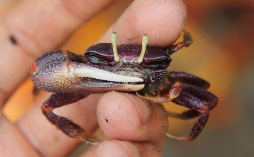 West African Fiddler Crab
