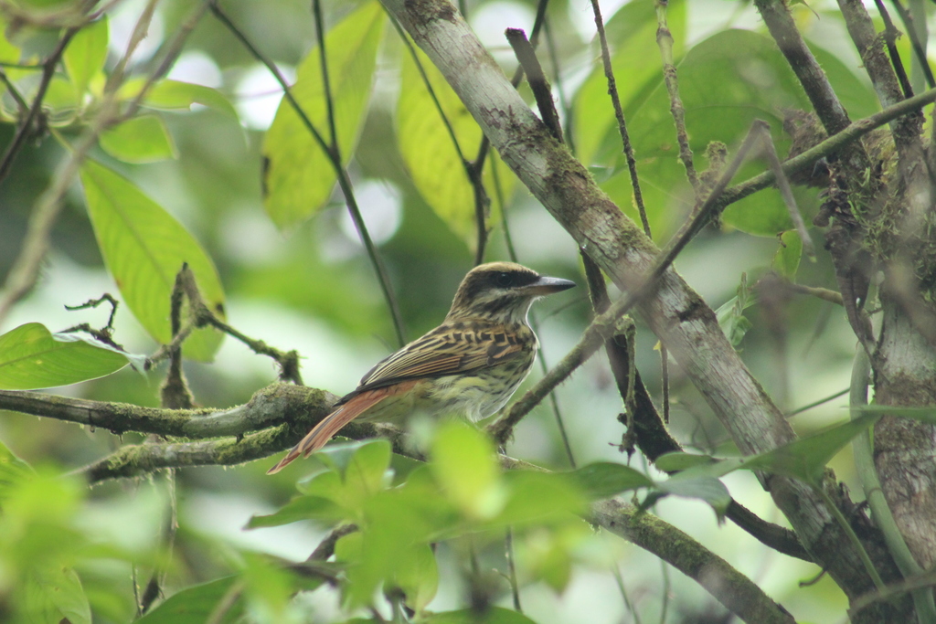 Myiodynastes maculatus chapmani