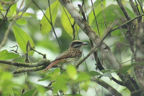 Myiodynastes maculatus chapmani